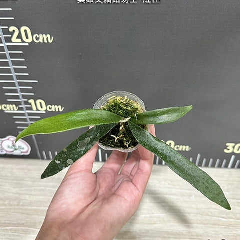 Platy. veitchii AR x MT.Lewis 'Cardinals' - 1.7 inch plant size reference - square crop