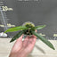 Platy. veitchii AR x MT.Lewis 'Cardinals' - 1.7 inch plant size reference - square crop