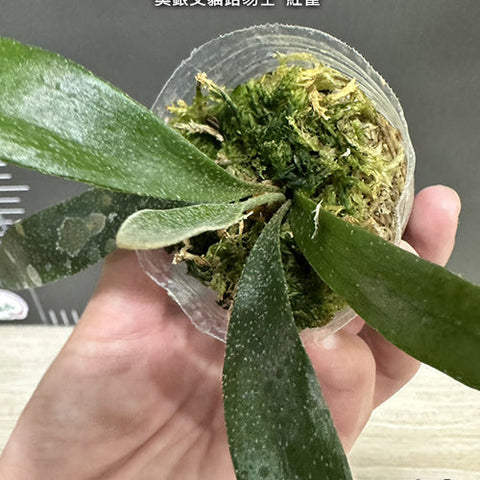 Platy. veitchii AR x MT.Lewis 'Cardinals' - 1.7 inch plant size reference 3 - square crop