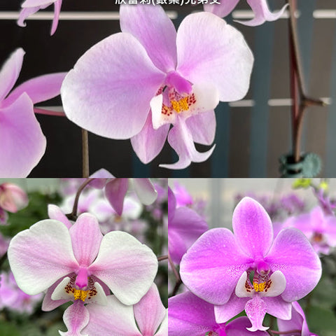 Phal. schilleriana (silver leaves) x sib - square crop