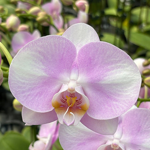 Phal. Charming Silk - square crop