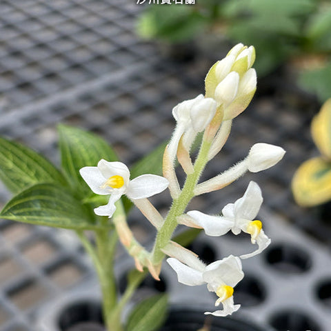 Ludisia discolor var. alba - photo 3 - square crop
