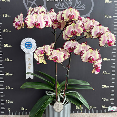 Phal. Miki Crown '16' - flower 6 - square crop
