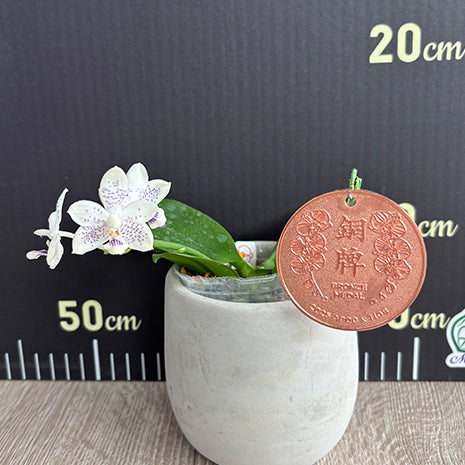 [Bare-root][Import AS-IS] #PA# Phal. Miki Blue Angel C1 'Blue Diamond' 美琪藍色碎鑽 [2.5" BS][Oct Preorder 26]