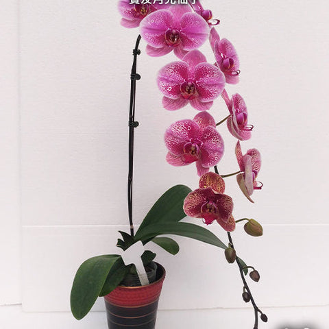 Phal. Ben Yu Sailor Moon - flower 2 - square crop