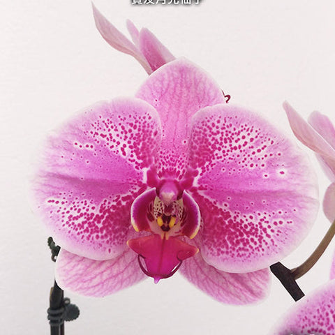 Phal. Ben Yu Sailor Moon - square crop