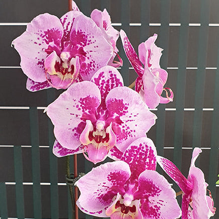 [Bare-root][Import AS-IS] #PA# Phal. Miki Hot Summer Peloric 'Fireworks' 美琪夏至 '煙花' [2.5" BS][Oct Preorder 26]