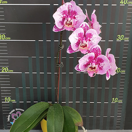 [Bare-root][Import AS-IS] #PA# Phal. Miki Hot Summer Peloric 'Fireworks' 美琪夏至 '煙花' [2.5" BS][Oct Preorder 26]