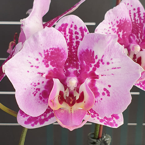 [Bare-root][Import AS-IS] #PA# Phal. Miki Hot Summer Peloric 'Fireworks' 美琪夏至 '煙花' [2.5" BS][Oct Preorder 26]
