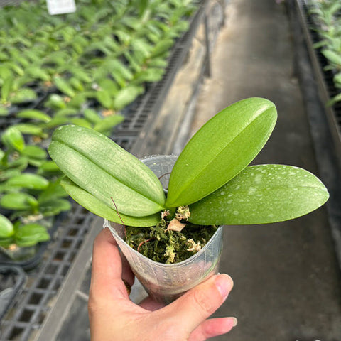 Phal. Allura 'Jimbo' - 2.5 inch plant size reference