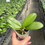 Phal. Allura 'Jimbo' - 2.5 inch plant size reference