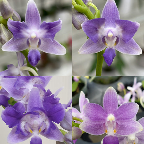 [Bare-root][Import AS-IS] #PA# Phal. Summer Rose Peloric 'Blue Star' 藍星 [2.5" BS][Oct Preorder 26]