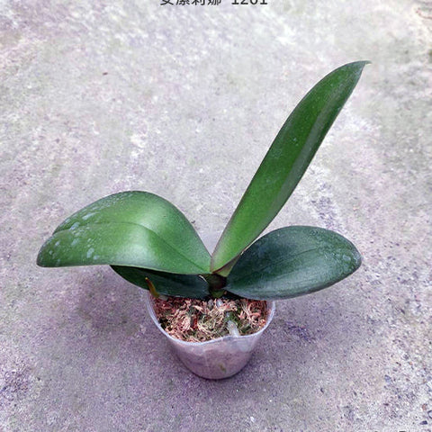 Phal. Charming Angelina '1201' - 2.5 inch plant size reference - square crop