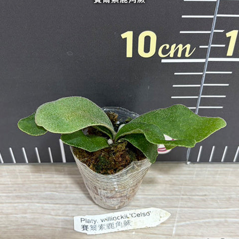 Platy. willinckii 'Celso' - 1.7 inch plant size reference - square crop