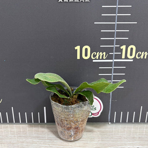 Platy. willinckii 'Celso' - 1.7 inch plant size reference 2 - square crop