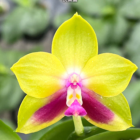 Phal. KS Happy Eagle - square crop