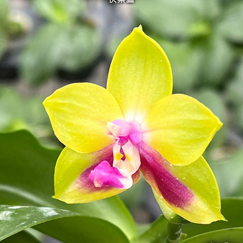 Phal. KS Happy Eagle - flower 2 - square crop