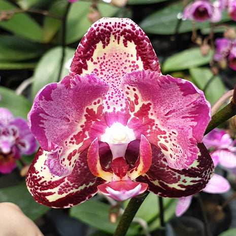 [Bare-root][Import AS-IS] #PA# Phal. I-Hsin The Big Bang Peloric '2 eyes' 大霹靂 '兩眼' [2.5" BS][Oct Preorder 26]