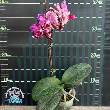 [Bare-root][Import AS-IS] #PA# Phal. I-Hsin The Big Bang Peloric '2 eyes' 大霹靂 '兩眼' [2.5" BS][Oct Preorder 26]