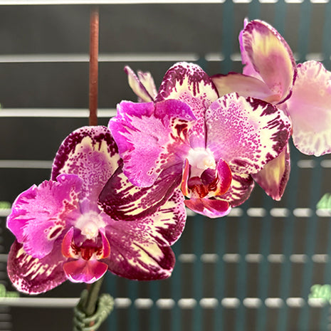 [Bare-root][Import AS-IS] #PA# Phal. I-Hsin The Big Bang Peloric '2 eyes' 大霹靂 '兩眼' [2.5" BS][Oct Preorder 26]