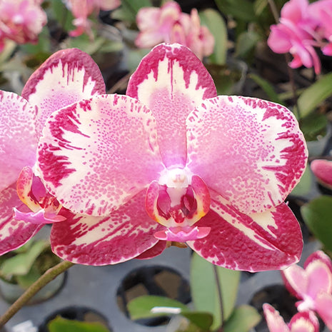 [Bare-root][Import AS-IS] #PA# Phal. I-Hsin The Big Bang Peloric '2 eyes' 大霹靂 '兩眼' [2.5" BS][Oct Preorder 26]