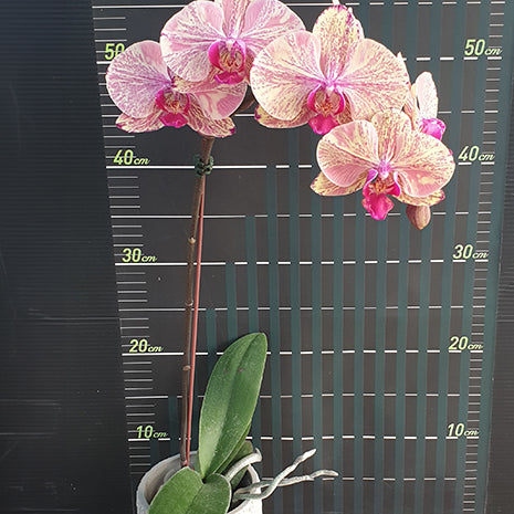 [Bare-root][Import AS-IS] #PA# Phal. Miki Tipsy 'Marble' 美琪微醺 '大理石' [2.5" BS][Oct Preorder 26]