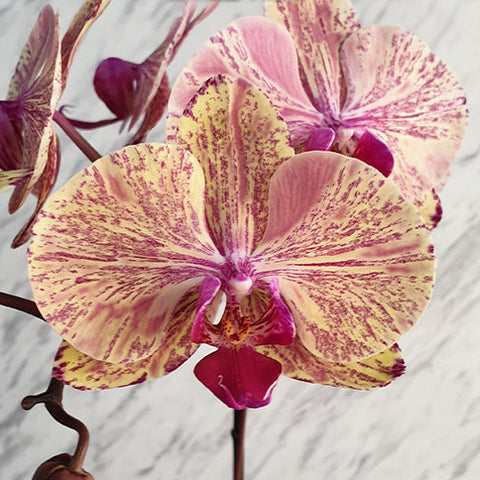 [Bare-root][Import AS-IS] #PA# Phal. Miki Tipsy 'Marble' 美琪微醺 '大理石' [2.5" BS][Oct Preorder 26]
