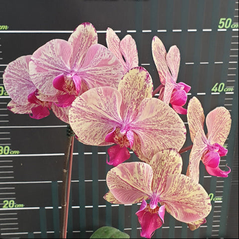 [Bare-root][Import AS-IS] #PA# Phal. Miki Tipsy 'Marble' 美琪微醺 '大理石' [2.5" BS][Oct Preorder 26]