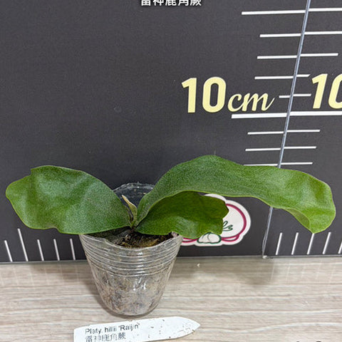 Platy. hillii 'Raijin' - 1.7 inch plant size reference 2 - square crop