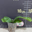Platy. hillii 'Raijin' - 1.7 inch plant size reference - square crop