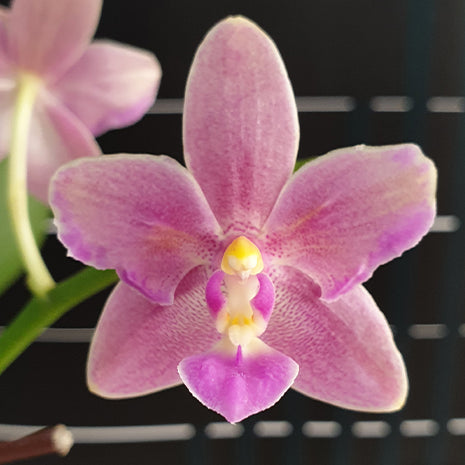 [Bare-root][Import AS-IS] #PA# Phal. Malik's Red Beauty 'Miki Raspberry' 美琪覆盆莓 [2.5" BS][Oct Preorder 26]