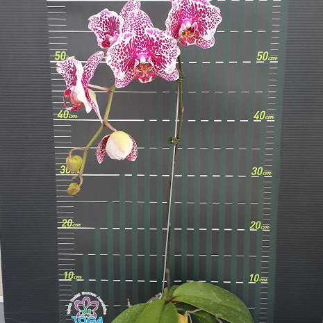 [Bare-root][Import AS-IS] #PA# Phal. Charming Leopard Peloric '2 eyes' 紅豹 '兩眼' [2.5" BS][Oct Preorder 26]