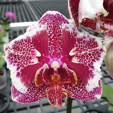 [Bare-root][Import AS-IS] #PA# Phal. OX Burgundy 'Peloric' 豹斑女王 [2.5" BS][Oct Preorder 26]
