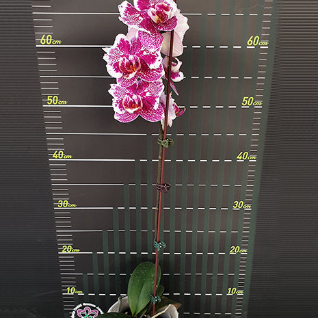 [Bare-root][Import AS-IS] #PA# Phal. OX Burgundy 'Peloric' 豹斑女王 [2.5" BS][Oct Preorder 26]
