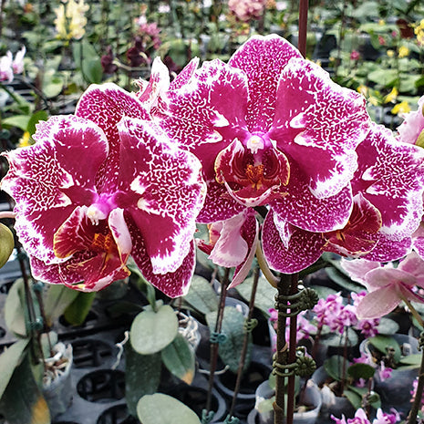 [Bare-root][Import AS-IS] #PA# Phal. OX Burgundy 'Peloric' 豹斑女王 [2.5" BS][Oct Preorder 26]
