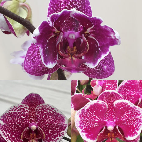 [Bare-root][Import AS-IS] #PA# Phal. OX Burgundy 'Peloric' 豹斑女王 [2.5" BS][Oct Preorder 26]