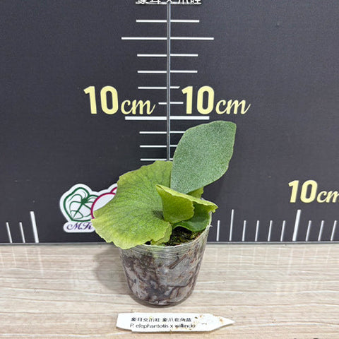 Platy. elephantotis x willinckii - 2 inch plant size reference - square crop
