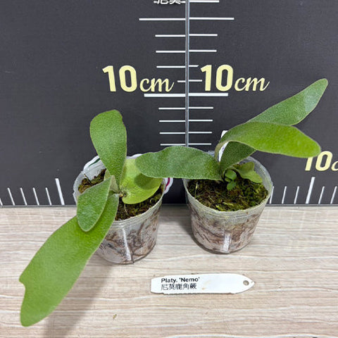 Platy. 'Nemo' - 2 inch plant size reference - square crop