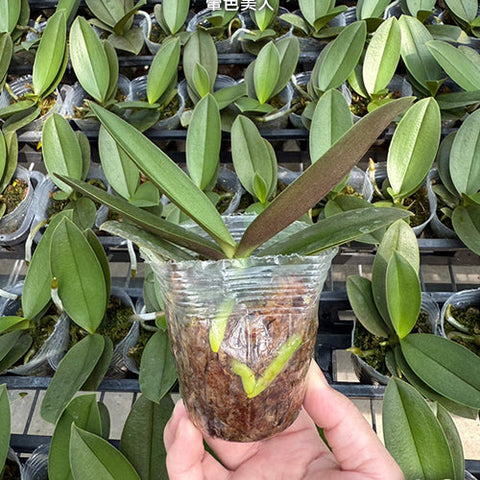 Phal. Miki Rendering Yellow - 2.5 inch plant size reference - square crop