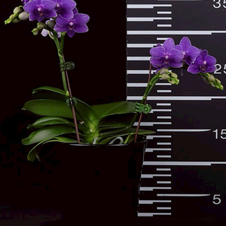 [Bare-root][Import AS-IS] #PA# Phal. Ching Ann Mary 'Green World Blue Jay' 綠欣藍冠 [2.5" BS][Oct Preorder 26]