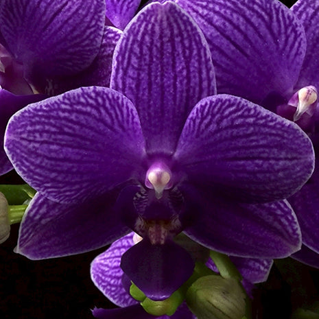 [Bare-root][Import AS-IS] #PA# Phal. Ching Ann Mary 'Green World Blue Jay' 綠欣藍冠 [2.5" BS][Oct Preorder 26]
