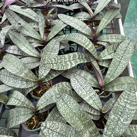 Phal. schilleriana (silver leaves) x sib - 2.5 inch plant size reference 2 - square crop