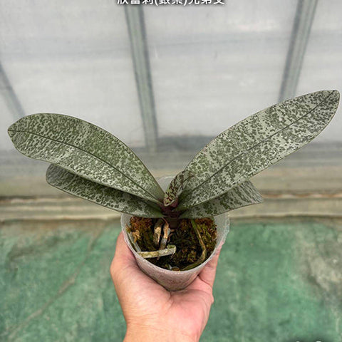 Phal. schilleriana (silver leaves) x sib - 2.5 inch plant size reference - square crop