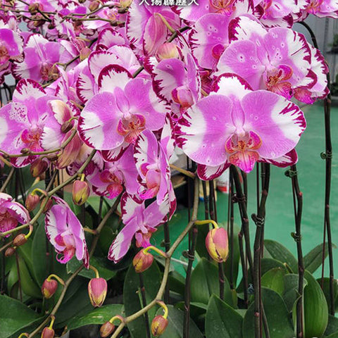 Phal. Dai Yang Perak Fire - square crop