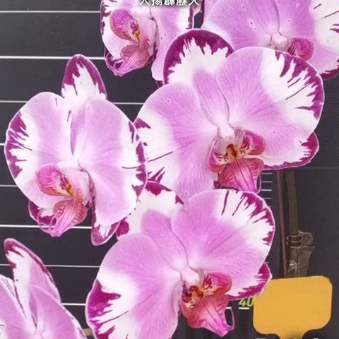 Phal. Dai Yang Perak Fire - flower 2 - square crop