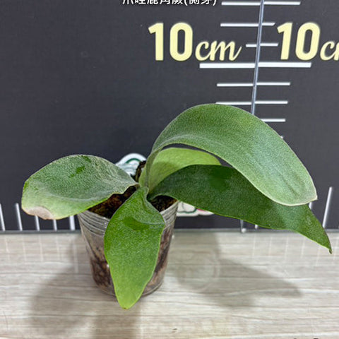 Platy. willinckii - 1.7 inch plant size reference - square crop