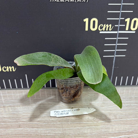 Platy. willinckii - 1.7 inch plant size reference 2 - square crop