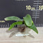 Platy. willinckii - 1.7 inch plant size reference 2 - square crop