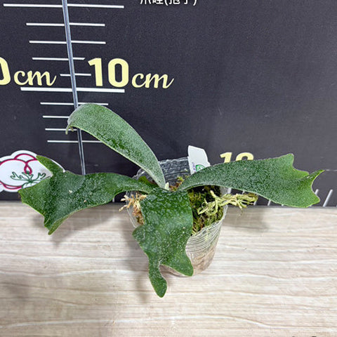 Platy. willinckii x sib - 1.7 inch plant size reference - square crop