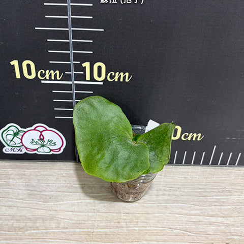 Platy. New Sp. (from Sulawesi) - 1.7 inch plant size reference - square crop